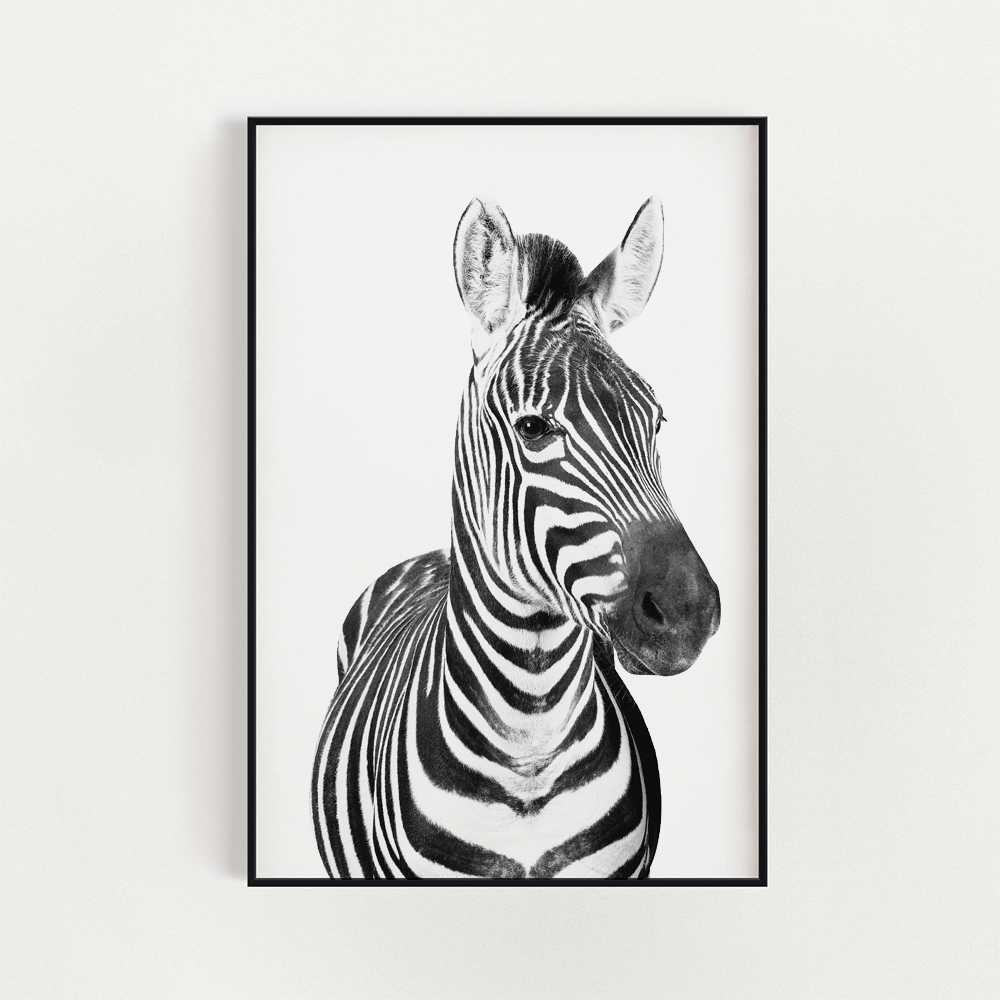 Zebra plakat dekoracyjny