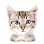 Kot w różowych okularach - naklejki na ścianę dla dzieci